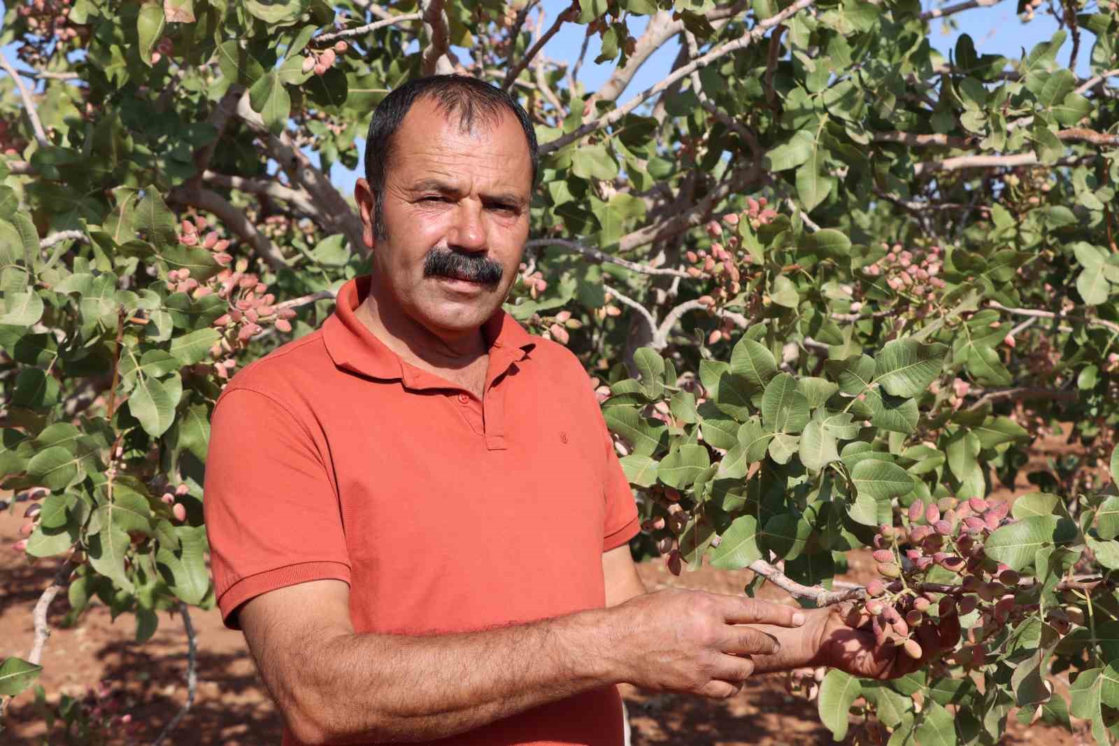 Zirai don, kuraklık ve yok yılı Antep fıstığı rekoltesini düşürdü

