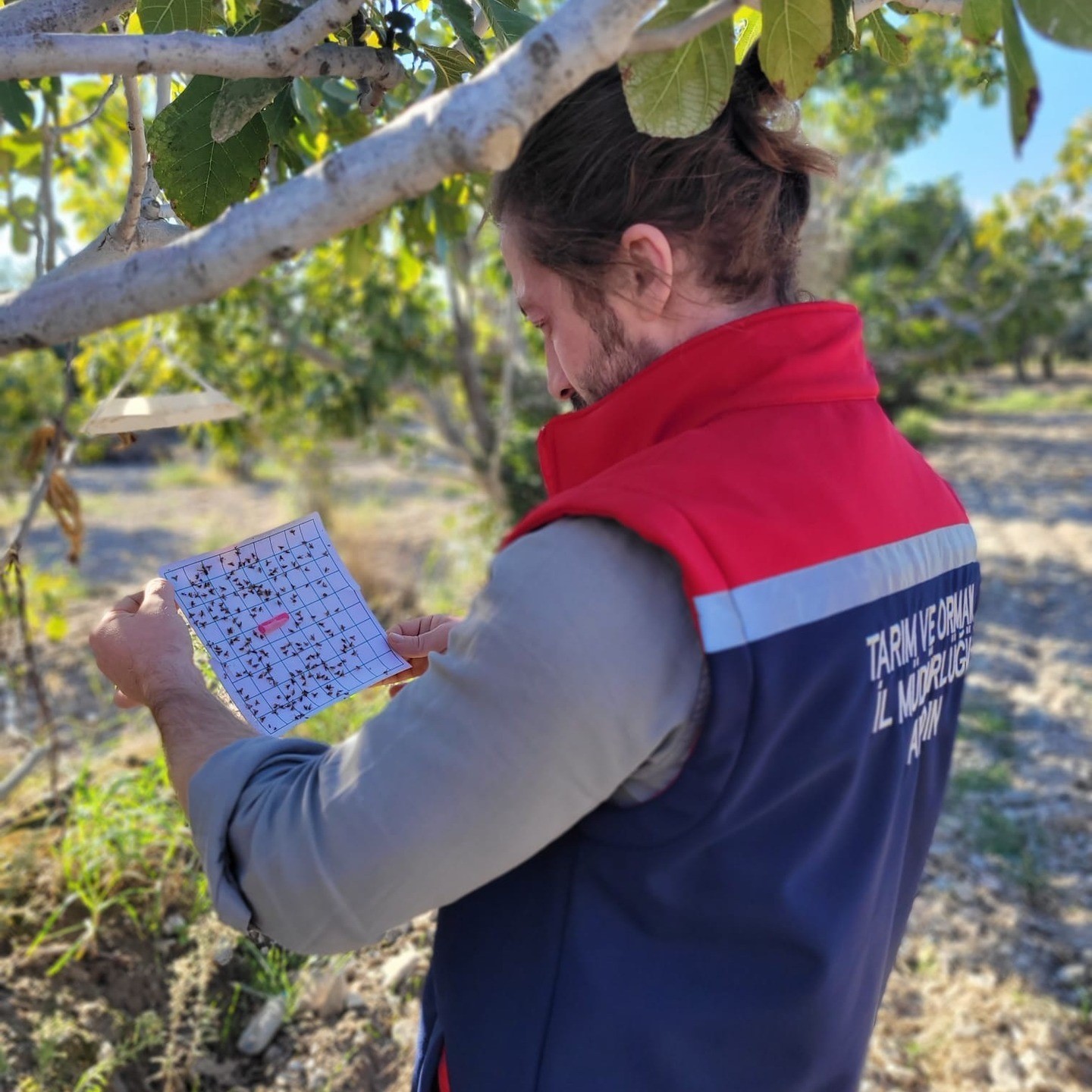 Buharkent’te meyve sineğiyle mücadele aralıksız sürüyor