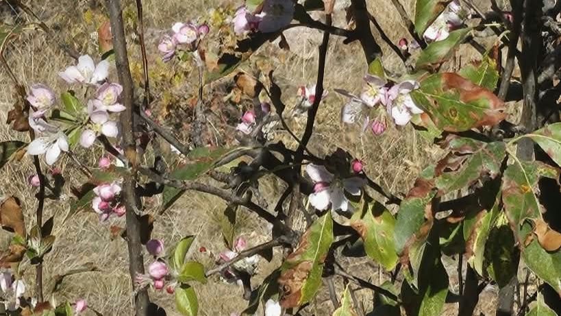 Yağış beklenirken Bozkır’da ağaçlar çiçek açtı
