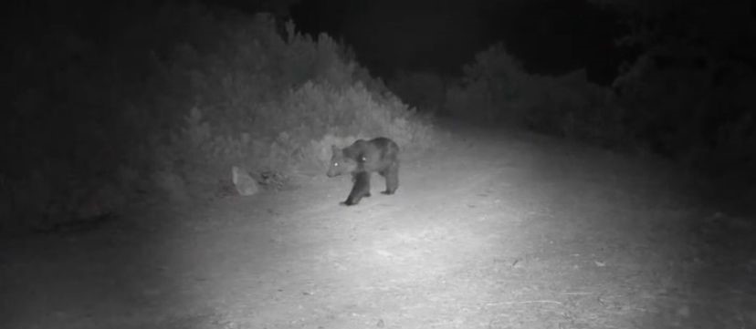 Ormanda yiyecek arayan ayı fotokapanda
