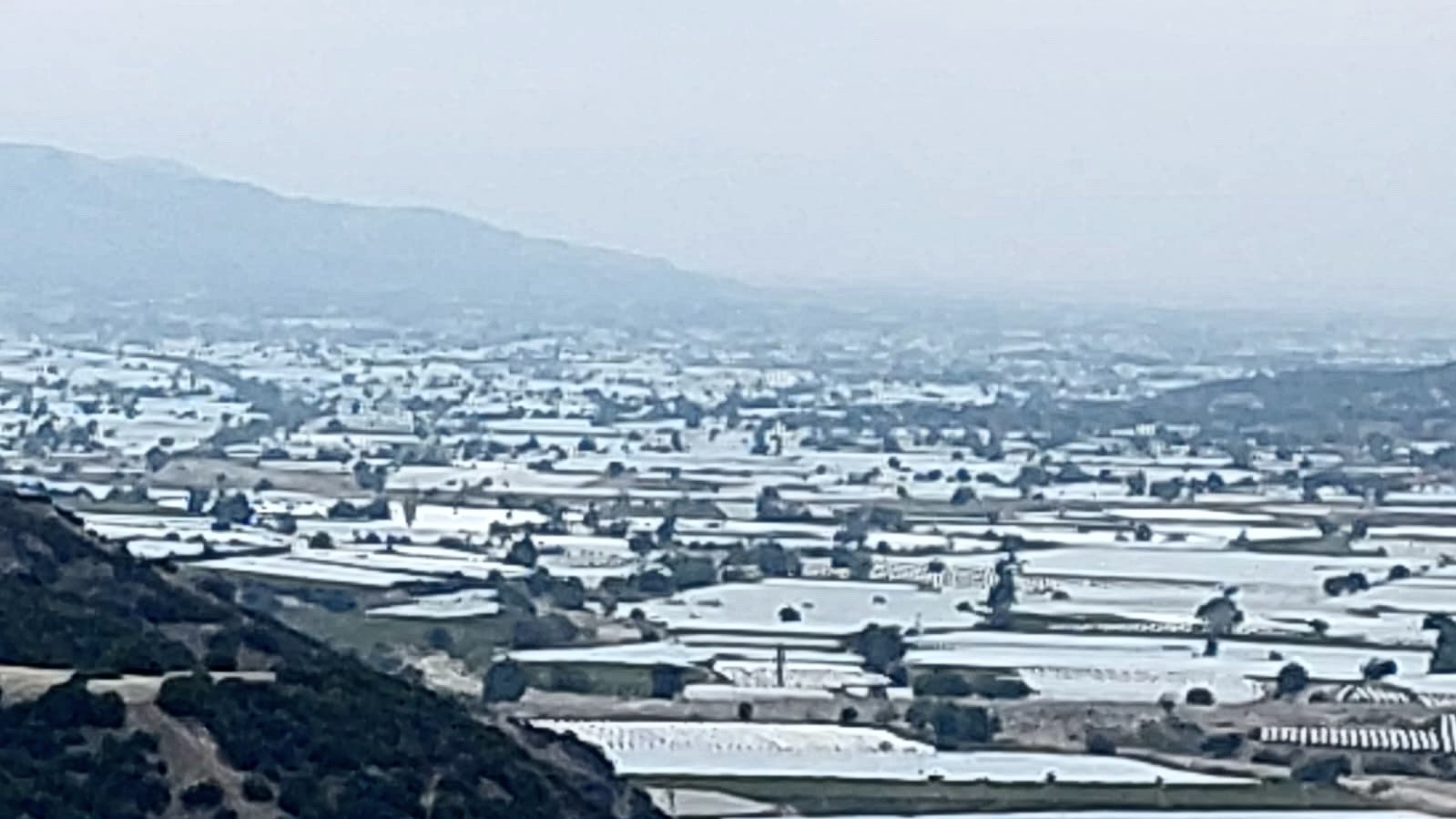 Sarıgöl’de üzüm üretici ihracatın hız kazanmasını bekliyor