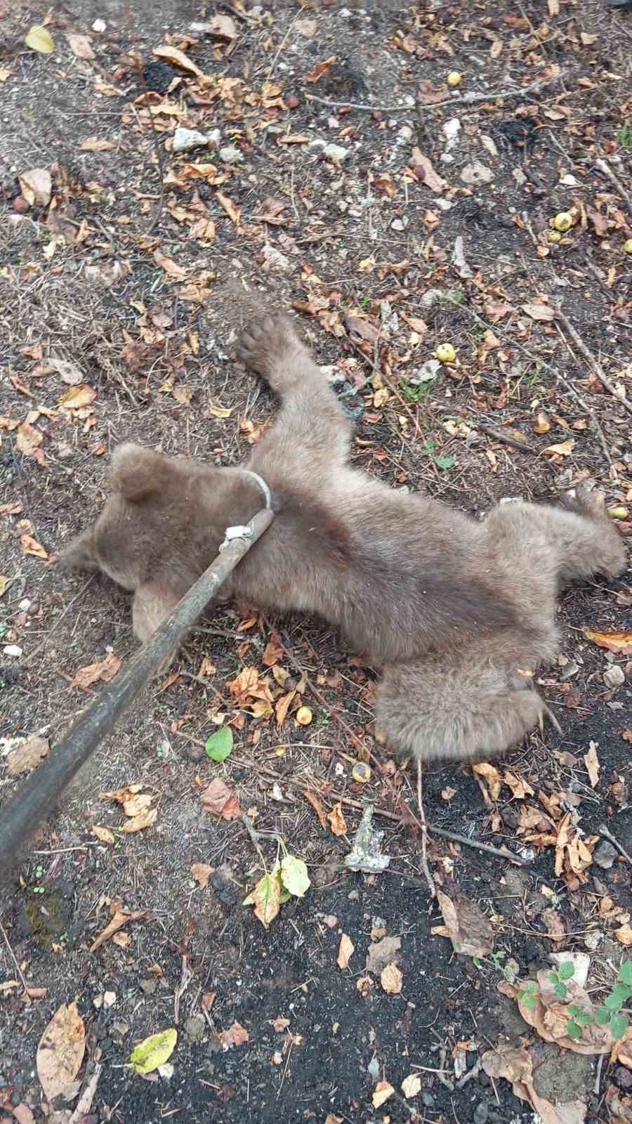 Çıktığı ağaçta mahsur kalan yavru ayı kurtarıldı
