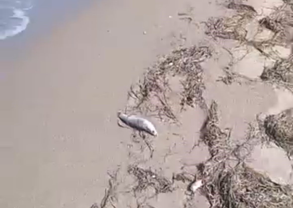 Gönen’de sahilde şüpheli balık ölümleri kameraya yansıdı
