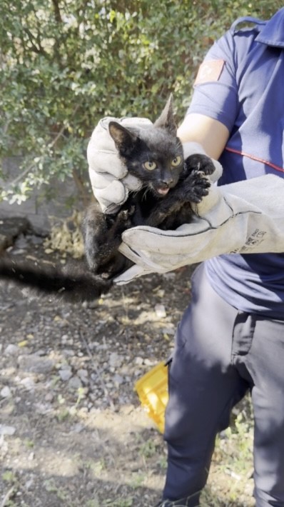Plastik kapağa sıkışan yavru kedi kurtarıldı