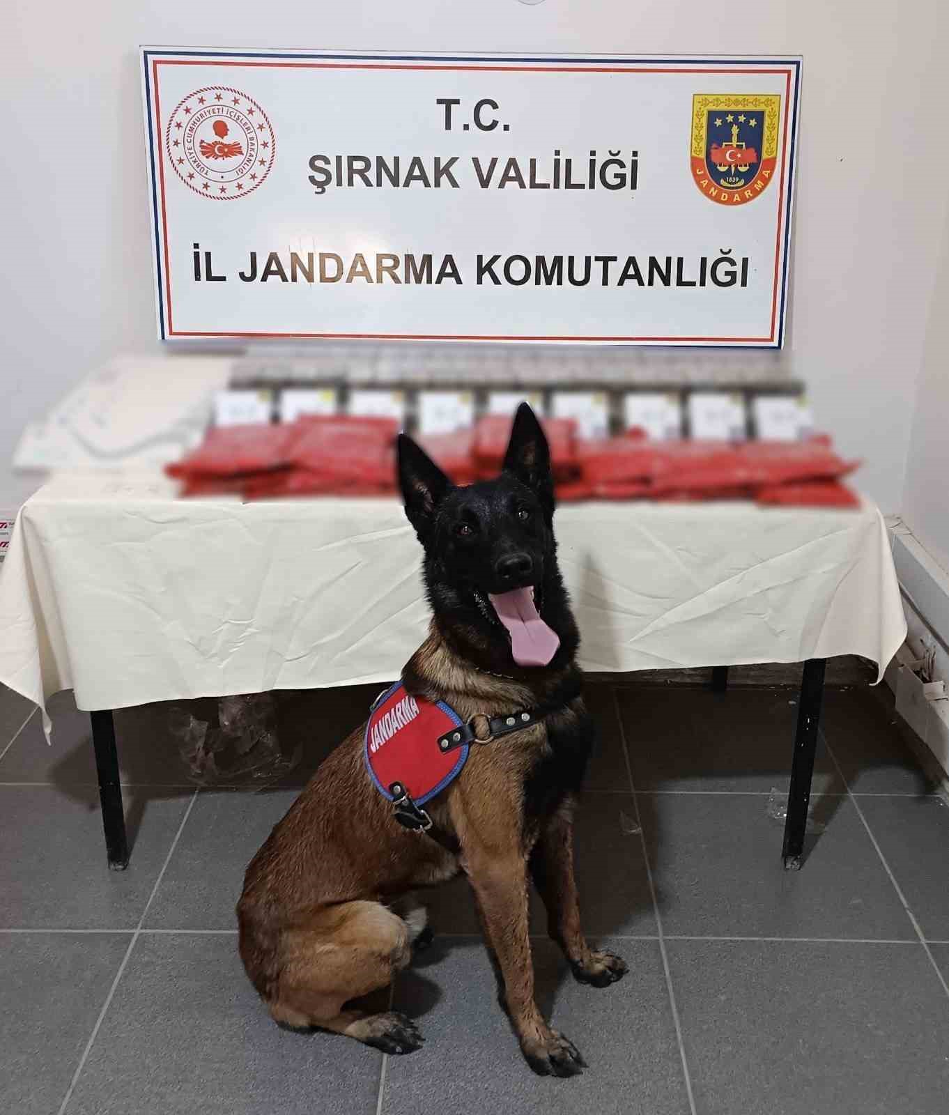 Şırnak&rsquo;ta jandarmadan ka&ccedil;ak&ccedil;ılık operasyonu: 1 tutuklama
