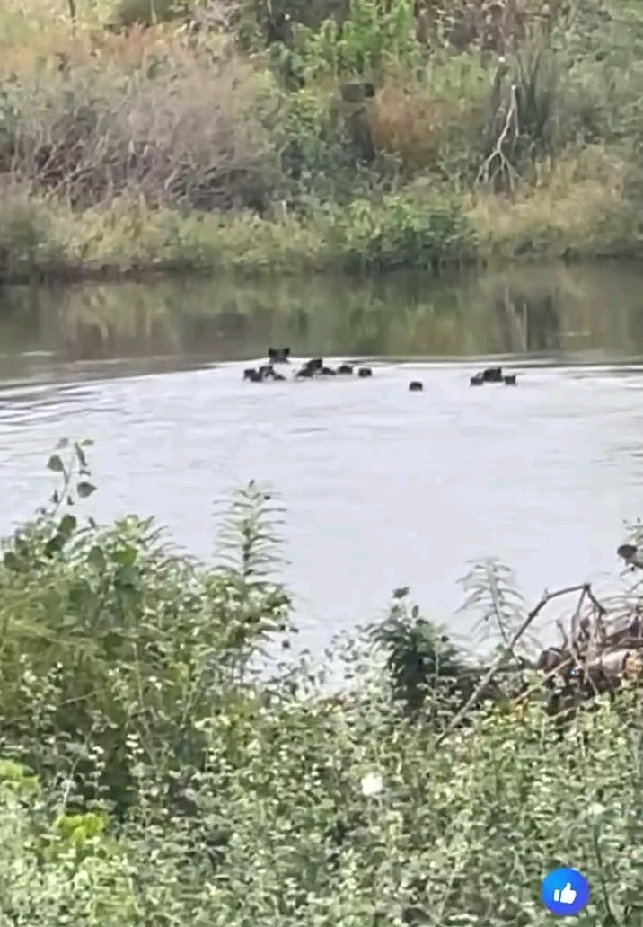 Yaban domuzları Meri&ccedil; Nehri &uuml;zerinden Yunanistan&rsquo;a ge&ccedil;ti
