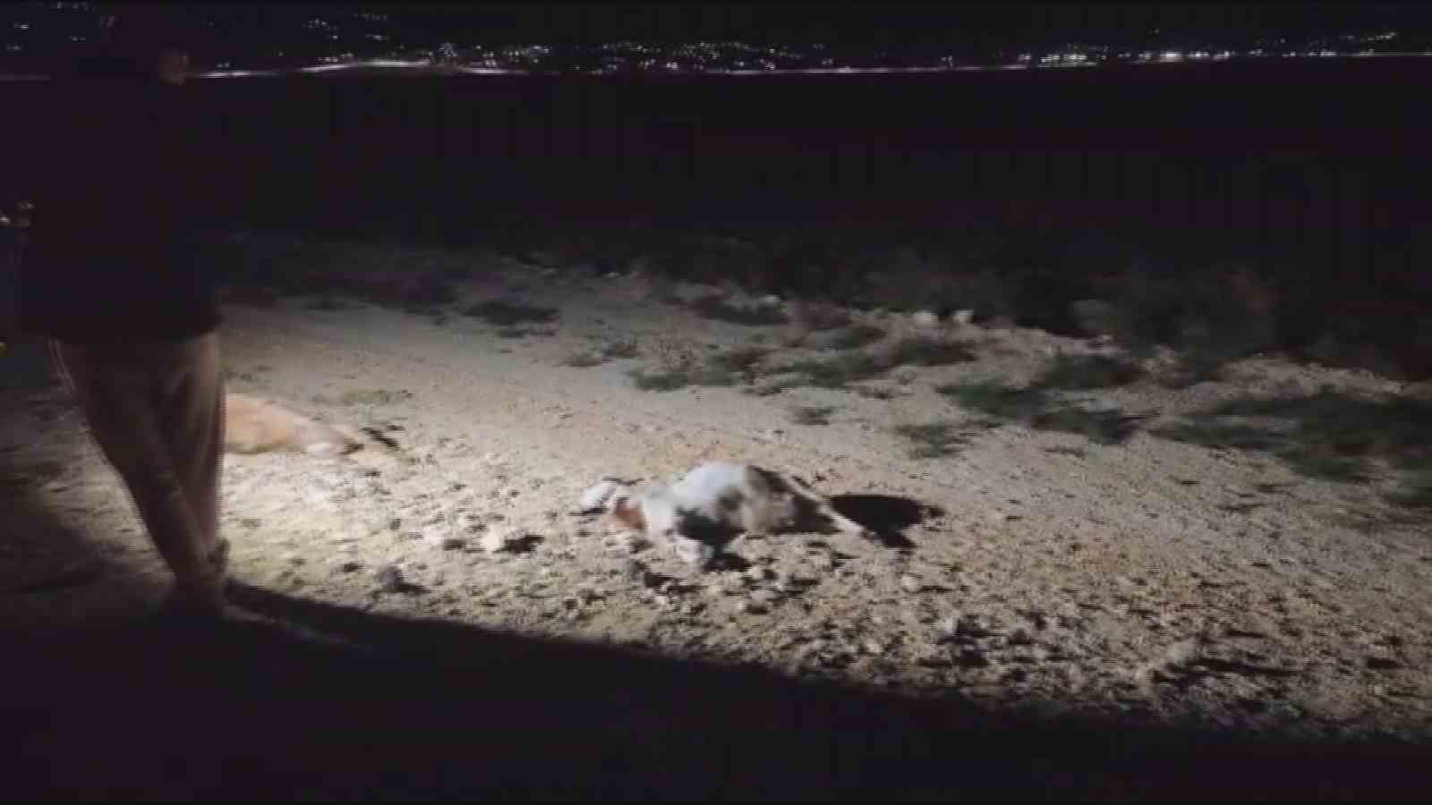 Tır ve hafif ticari ara&ccedil; s&uuml;r&uuml;ye daldı: 37 k&uuml;&ccedil;&uuml;kbaş hayvan telef oldu
