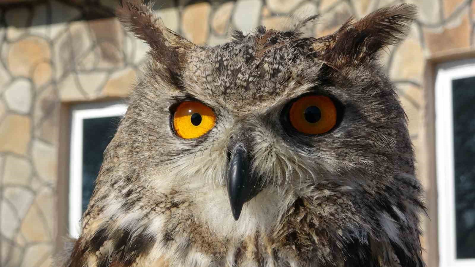 Özgürlük için gün sayıyorlar
