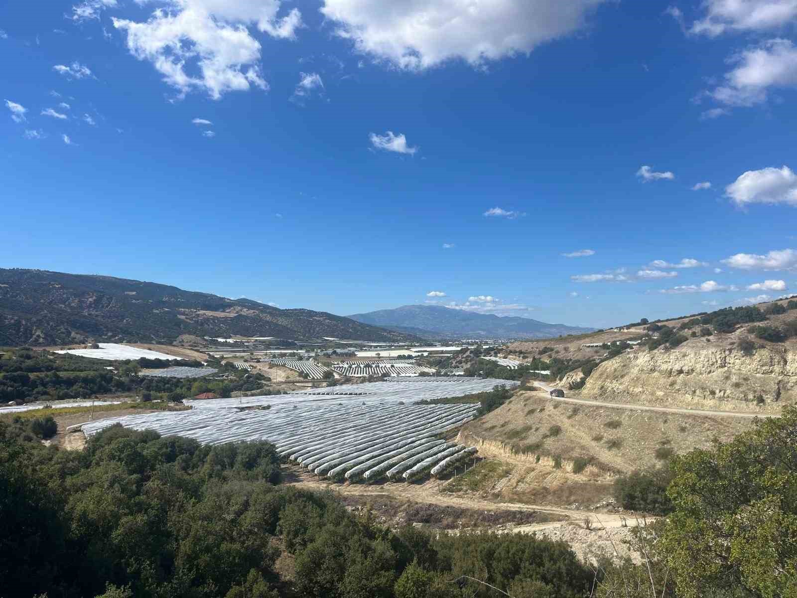 Çekirdeksiz üzümler koruma altında
