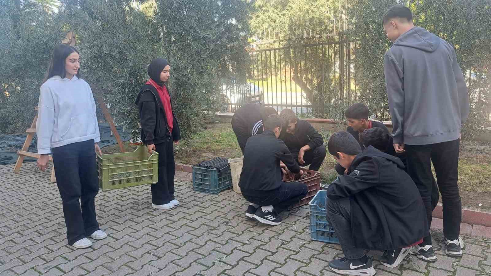 Öğrenciler zeytin hasadıyla üretim bilincini öğreniyor