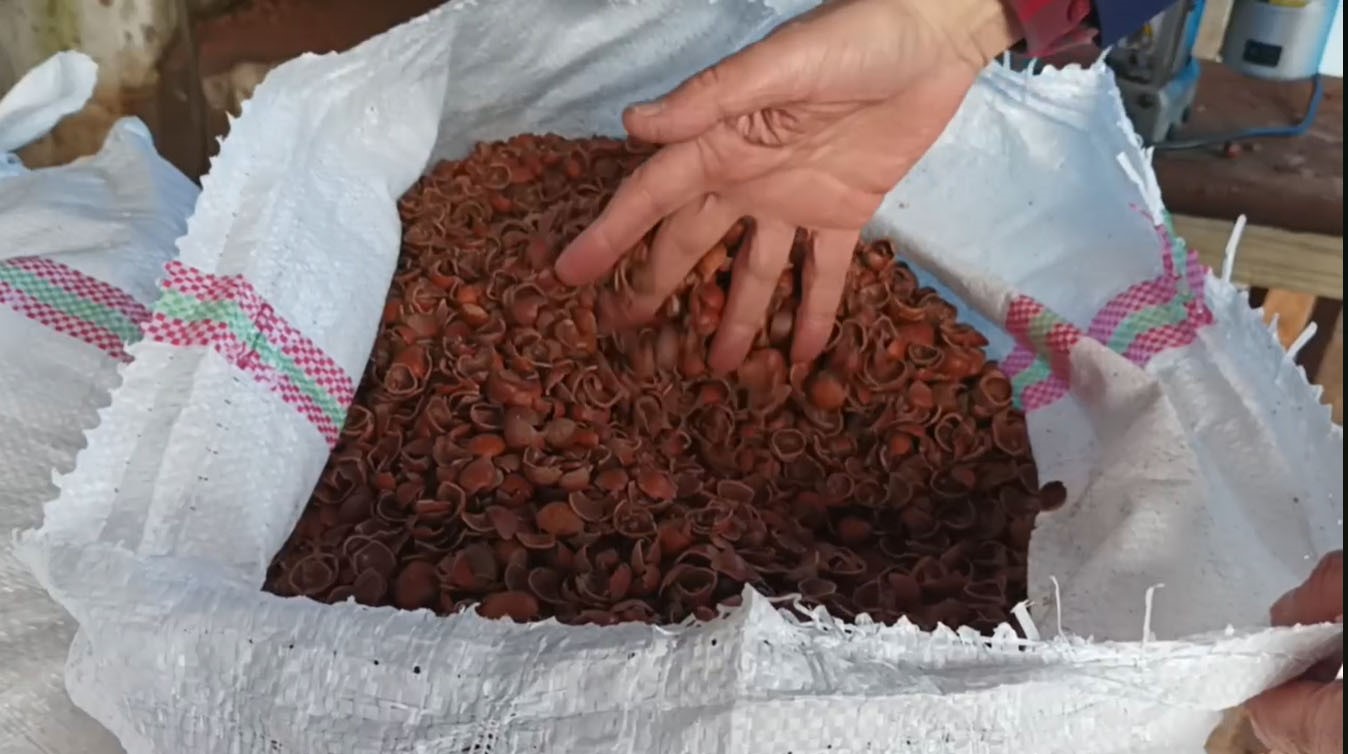 Fındıkta serbest piyasa düşüşte, Tarım Kredi en yüksek alımı yapıyor