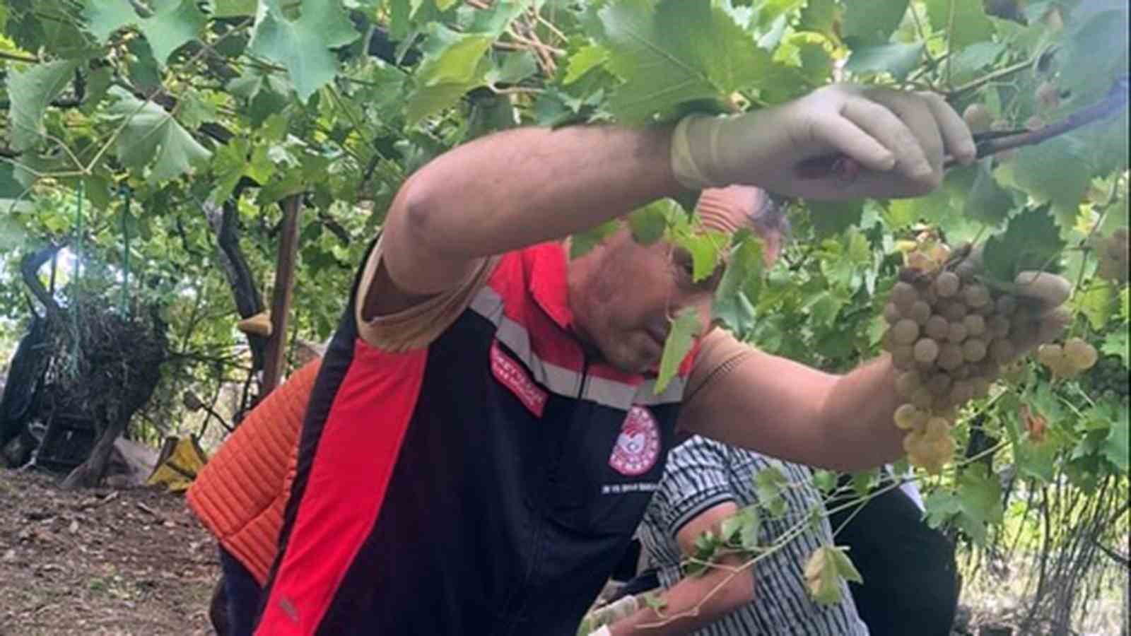 Seydikemer’de bazı üzümlerde yasaklı aktif madde tespit edildi