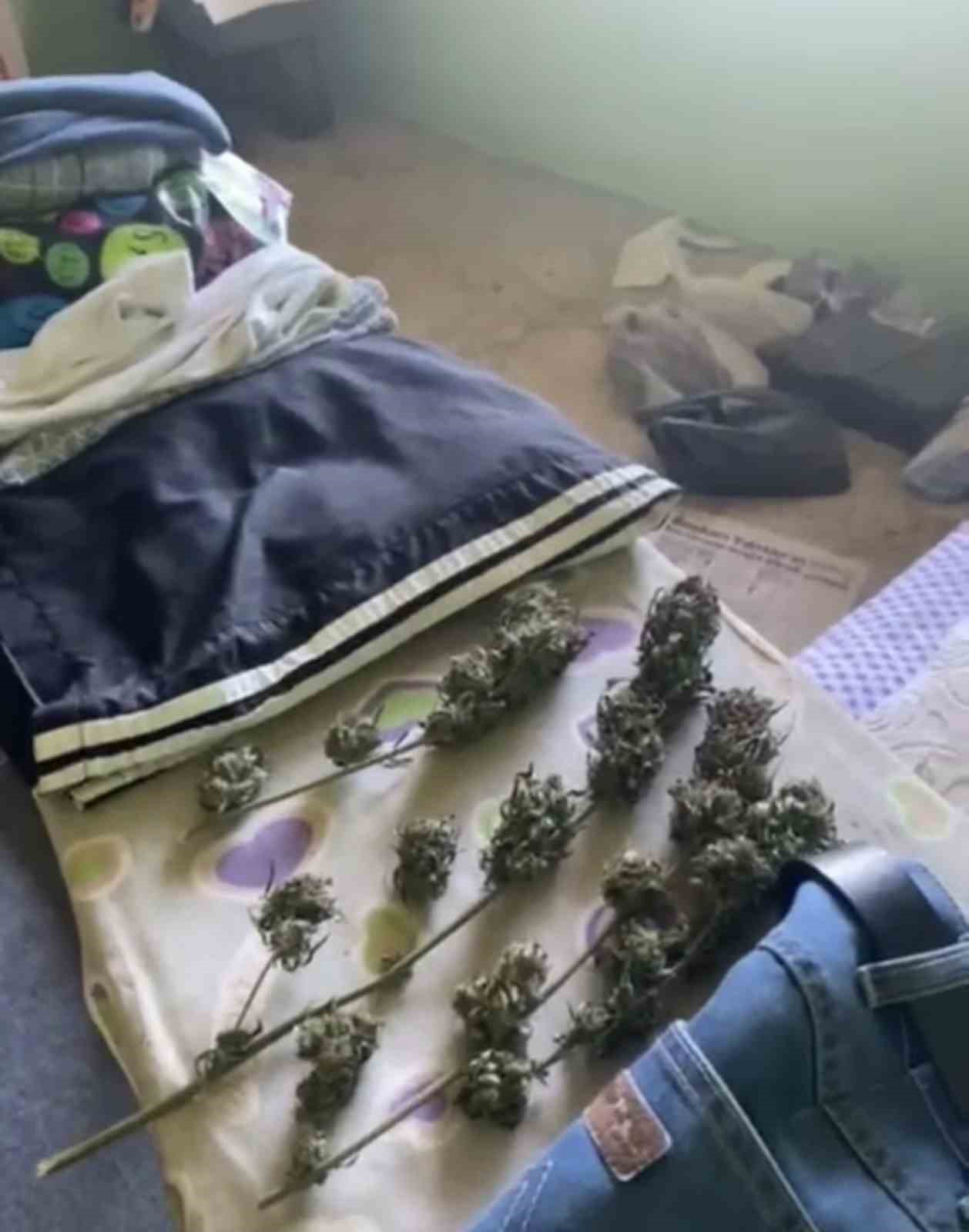 Samsun’da jandarmadan uyuşturucu operasyonu: İpe asılmış esrar ele geçirildi