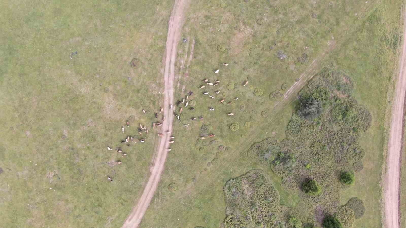 Güzelliğiyle mest eden Kastamonu yaylaları hayvancıların en büyük geçim kaynağı