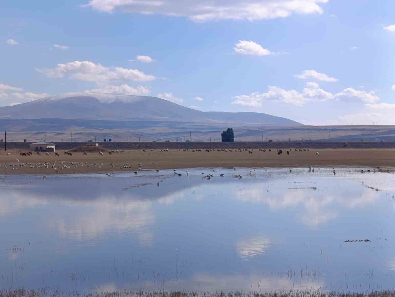 Kars’ta sulak alanlar yaban kuşlarını ağırlıyor
