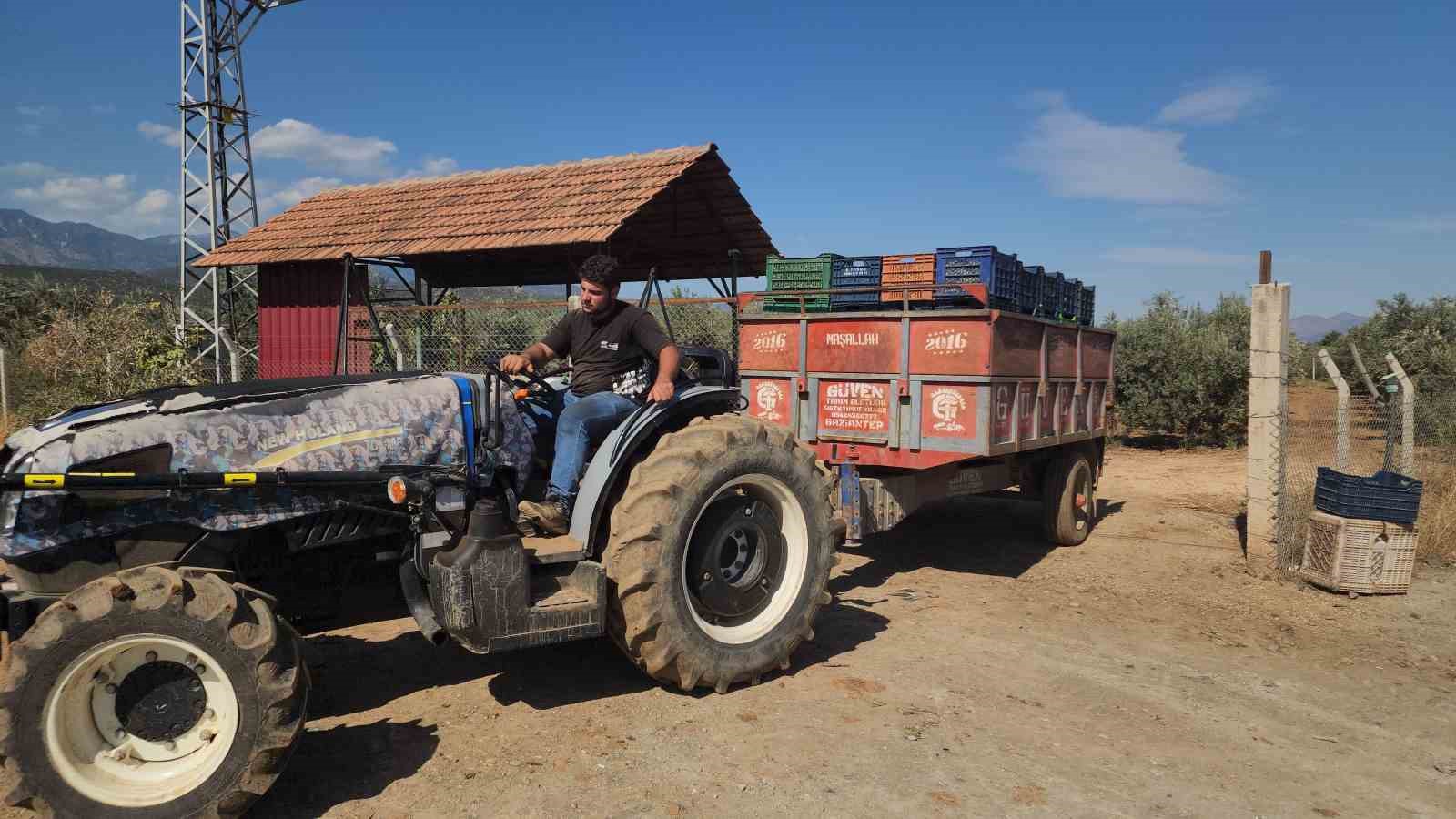 Sofralık zeytinde bereketli hasat, kilogram fiyatı 55 TL’den tarladan alıcı buluyor
