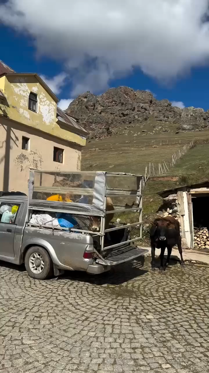 İneklerin yayladan hüzünlü ayrılığı sosyal medyada viral oldu