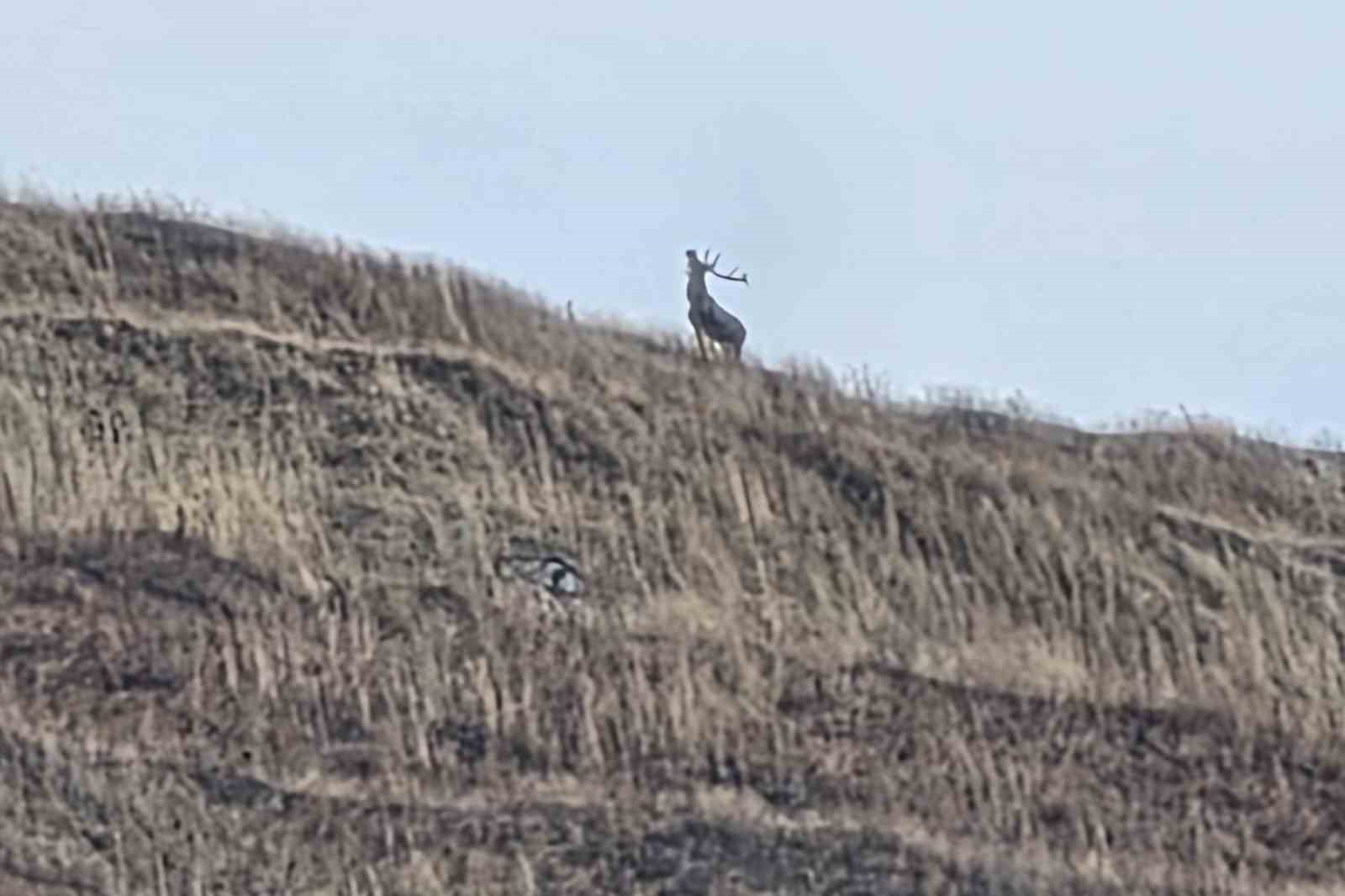 Kastamonu’nda kızıl geyikler kameralara yansıdı
