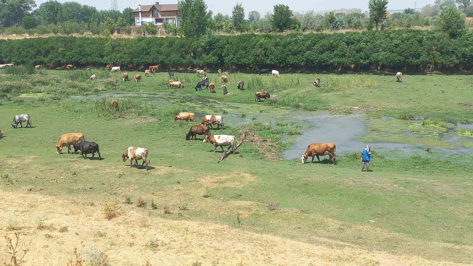Gıda güvenliği kamu denetimiyle sağlanmalı
