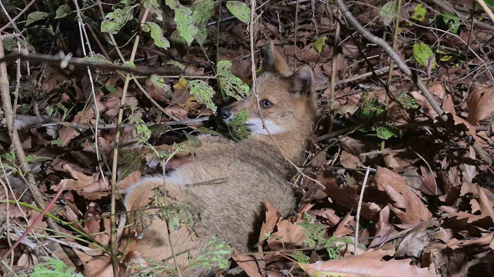 Ekipler gelene kadar &ccedil;arptıkları tilkinin başından ayrılmadılar
