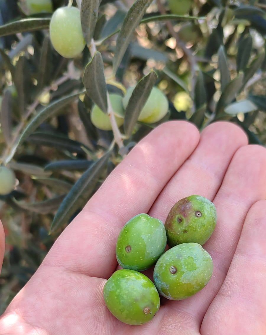 Salihli’de zeytin sineğine karşı acil uyarı
