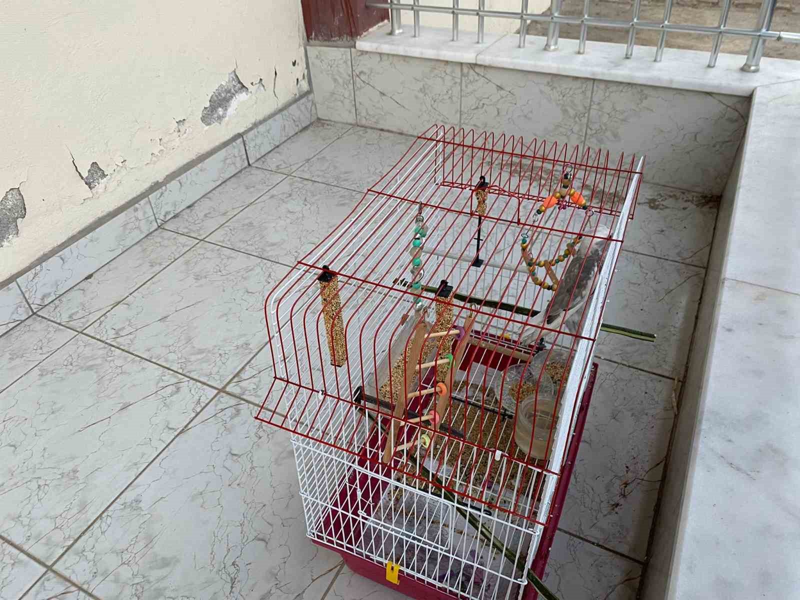 Antalya&rsquo;da yangın &ccedil;ıkan evdeki muhabbet kuşunu itfaiye kurtardı
