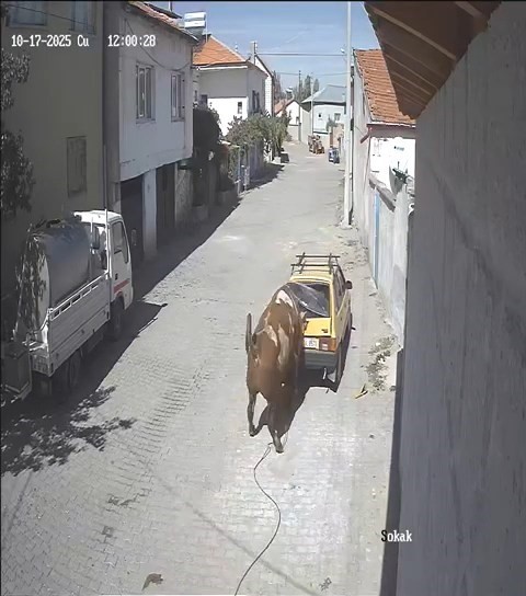 Ahırdan ka&ccedil;an kızgın boğa, hırsını otomobilden &ccedil;ıkarttı
