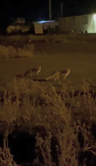 Kars’ta havalar soğudu tilkiler köye indi