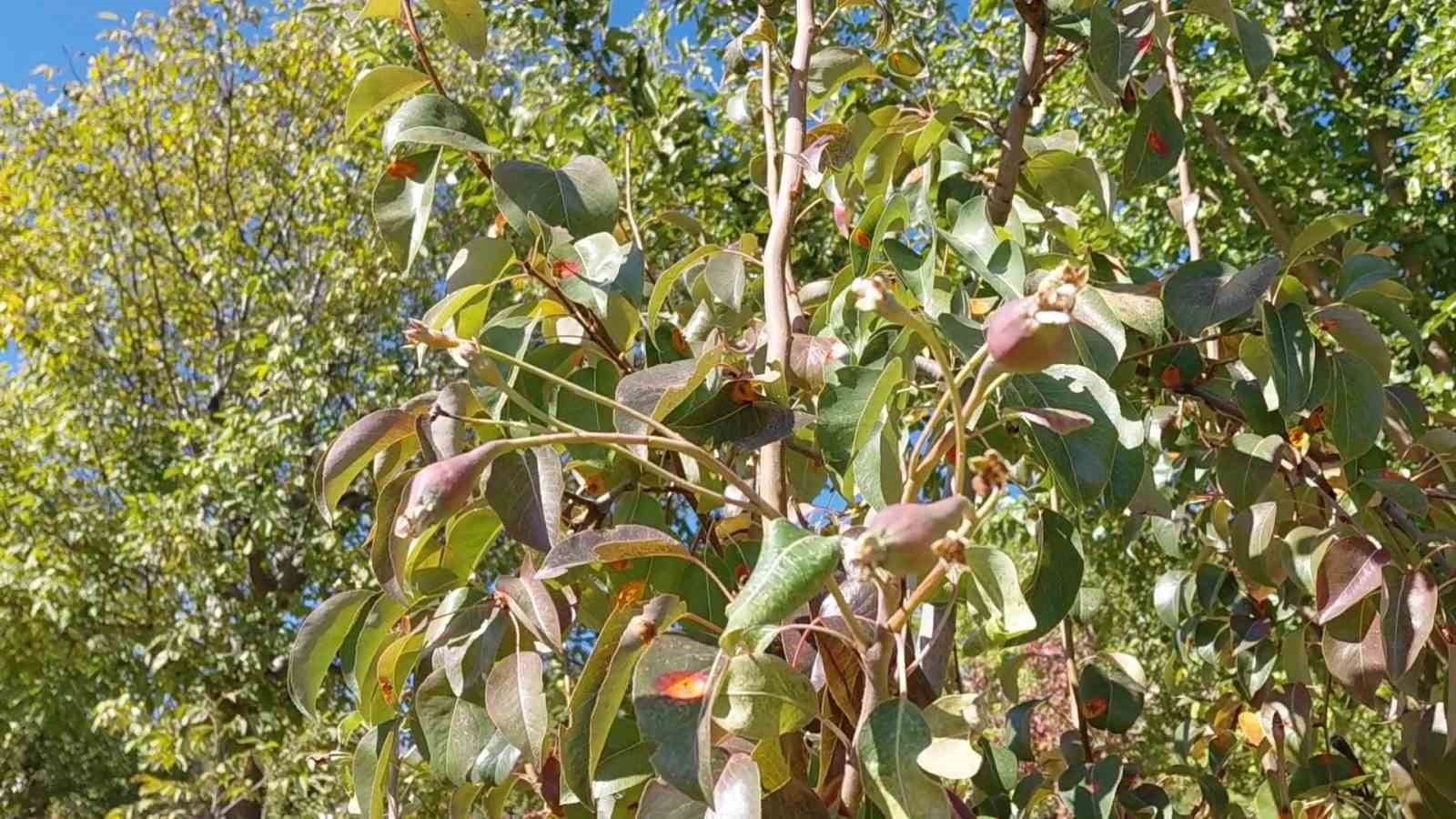 Ekim ayında çiçek açan ağaçlar meyve vermeye başladı