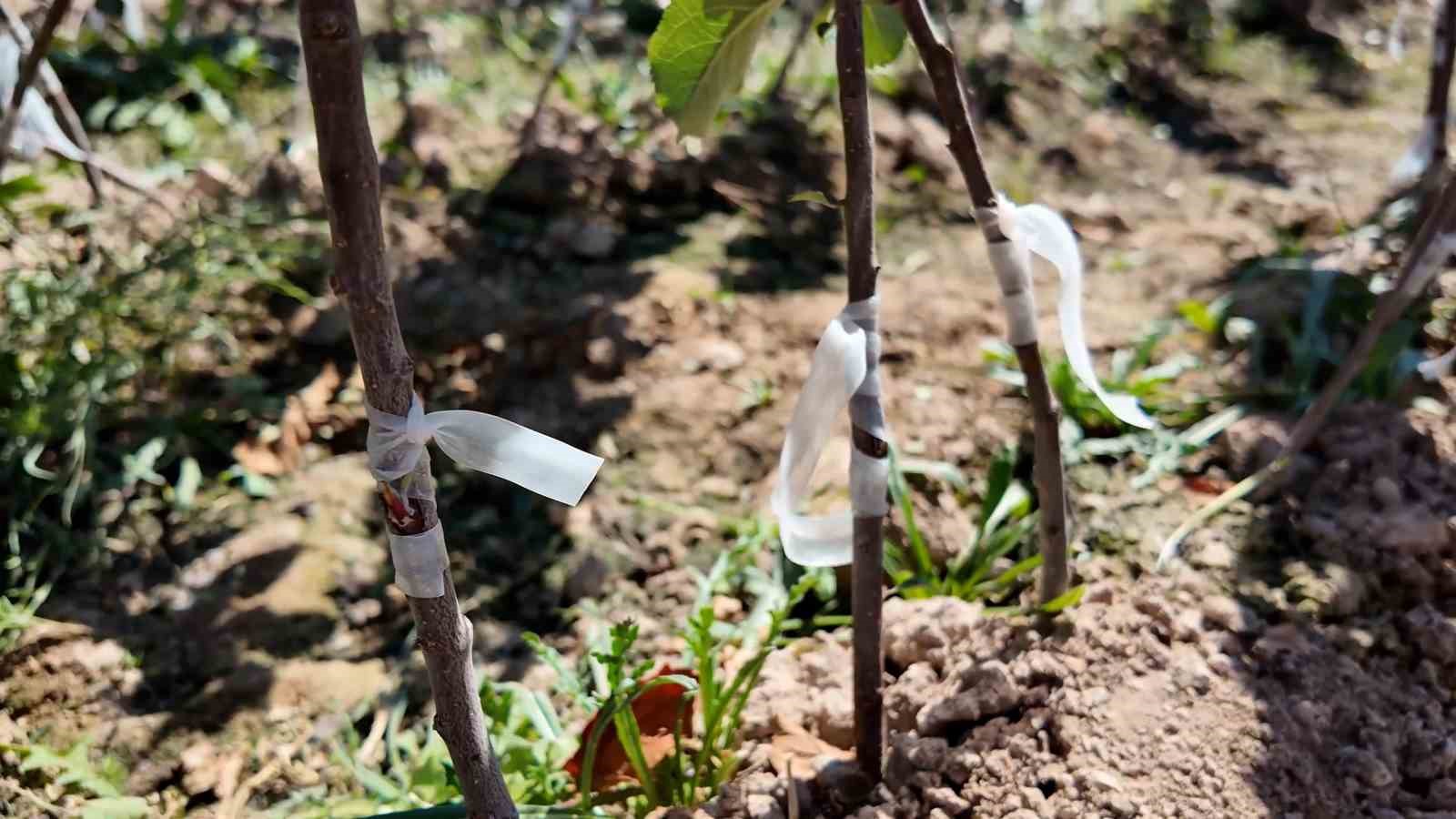 Niğde, elma fidanı üretiminde Türkiye’nin öncüleri arasında
