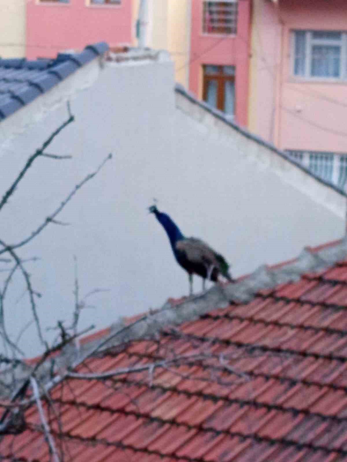 M&uuml;stakil evin &ccedil;atısında gezen tavus kuşu ilgin&ccedil; g&ouml;r&uuml;nt&uuml; oluşturdu

