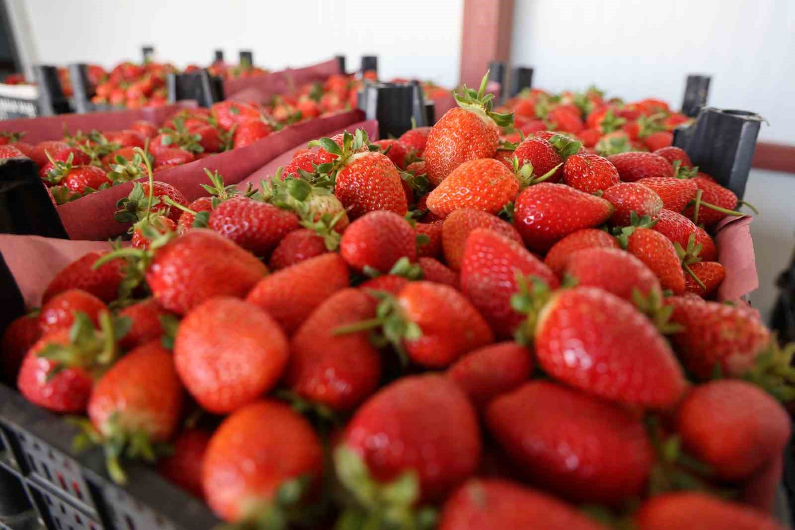 Eskiden barbunya üretim merkezi olan Ovacık yaylaları çileğe döndü
