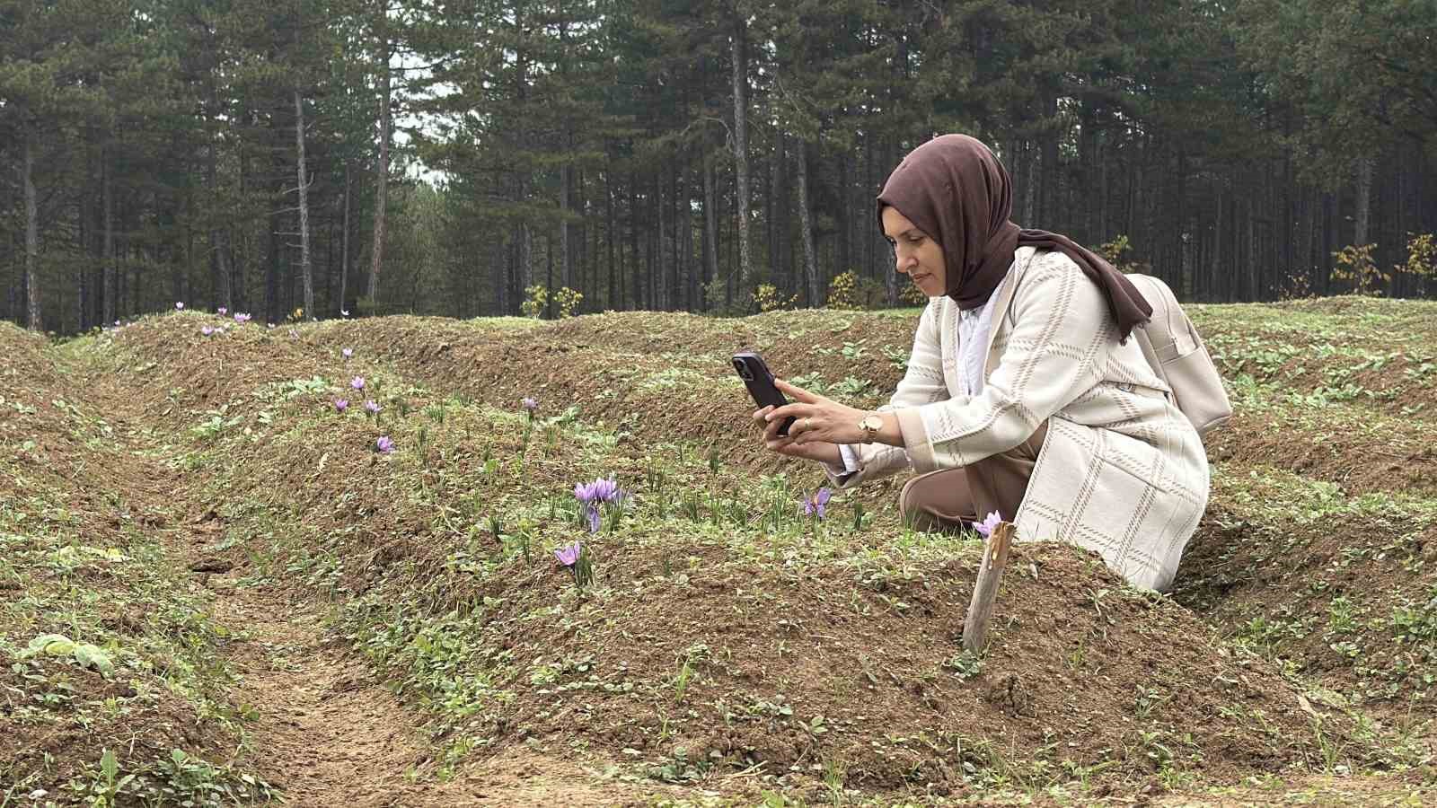 &rsquo;D&uuml;nyanın en pahalı baharatı&rsquo; safranın kilogramı 600 bin liradan satılacak
