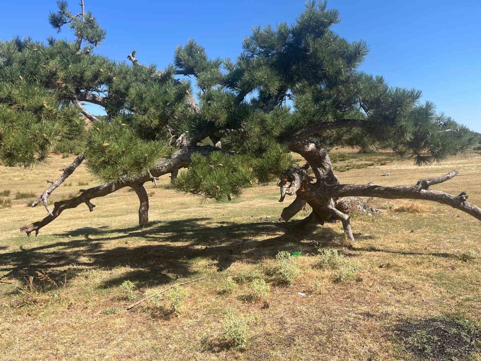 Asırlık &ccedil;amın yaşam m&uuml;cadelesi
