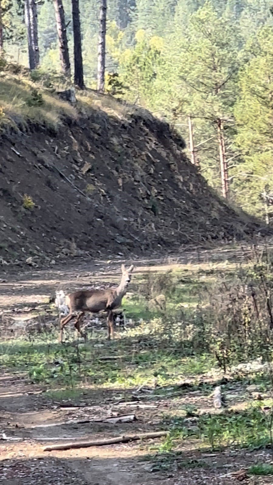 Karabük ormanlarında erkek geyik ve karaca görüntülendi
