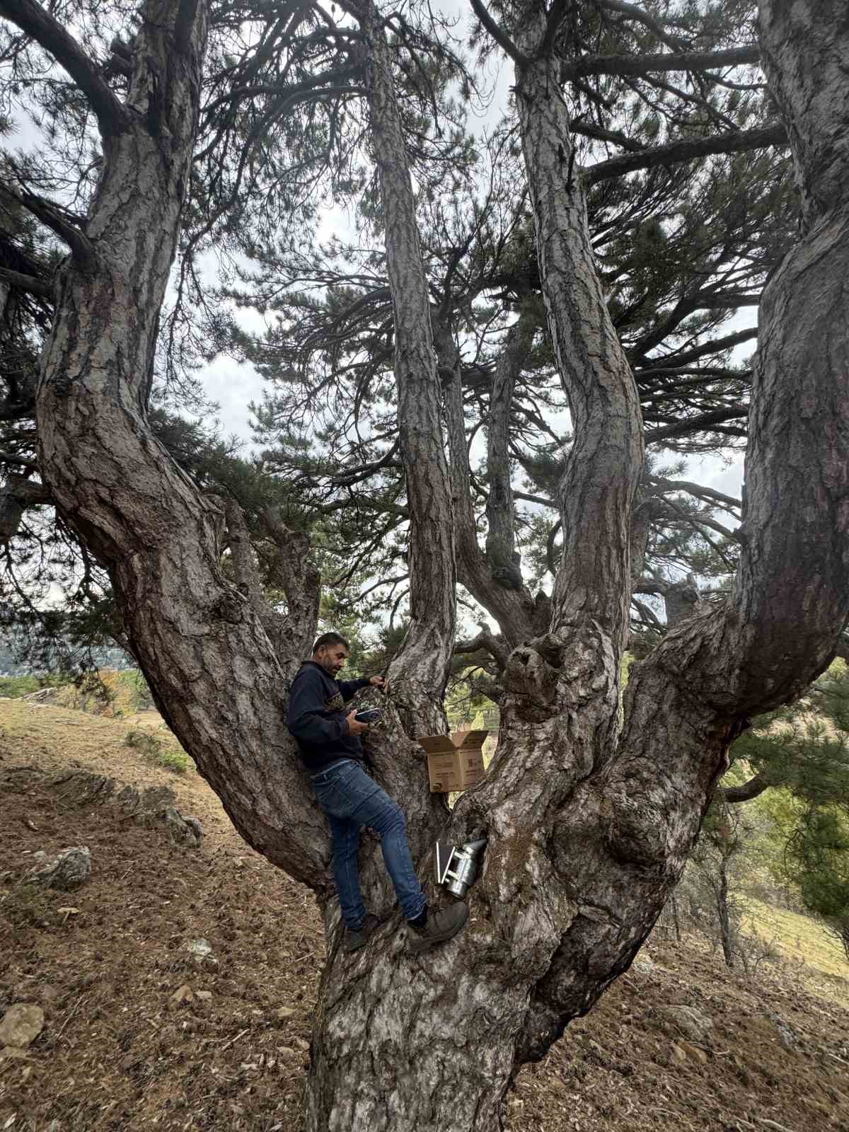Kovanlarından kaçan firari arıların izini sürüp Toroslardaki doğal kovanları buluyorlar