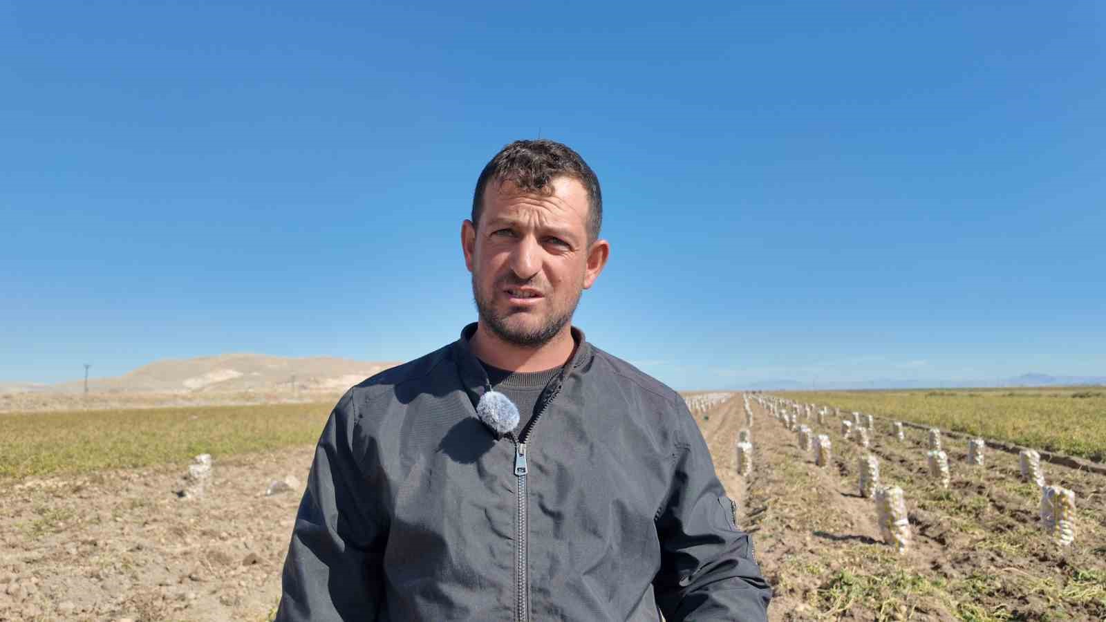 Erciş’te patates hasadı başladı