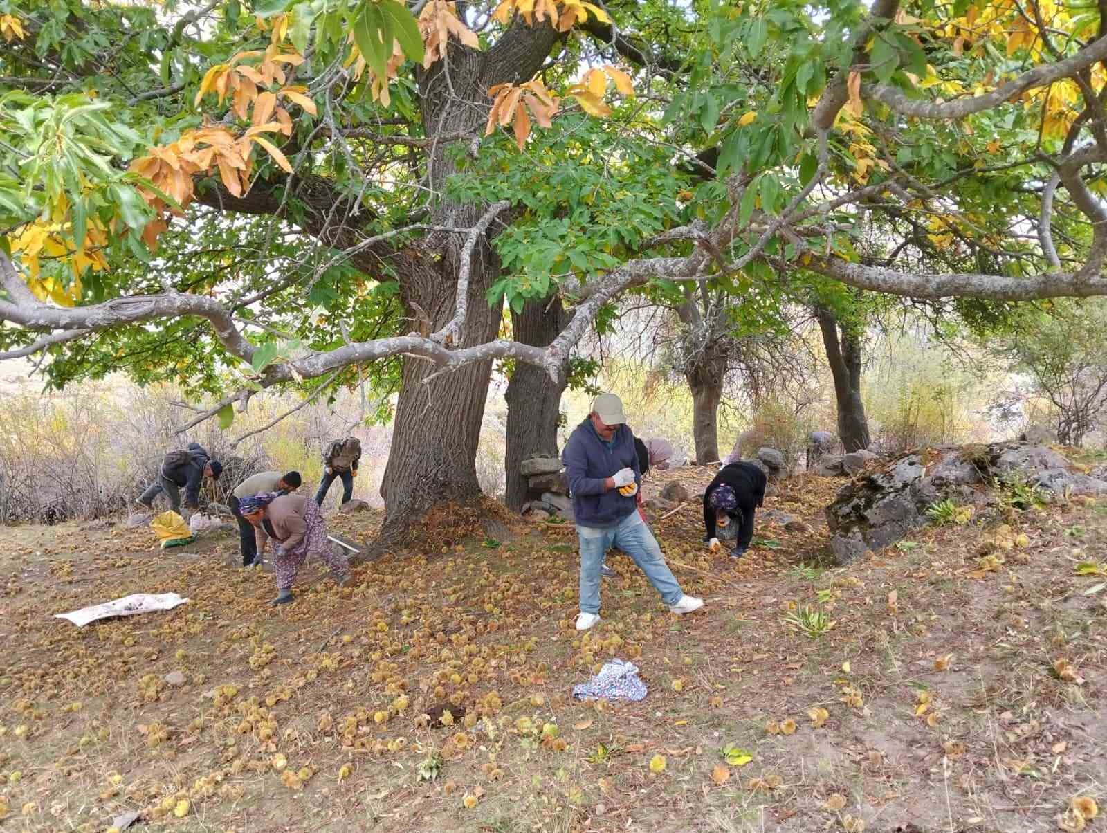 Şuhut’ta kestane hasadı başladı