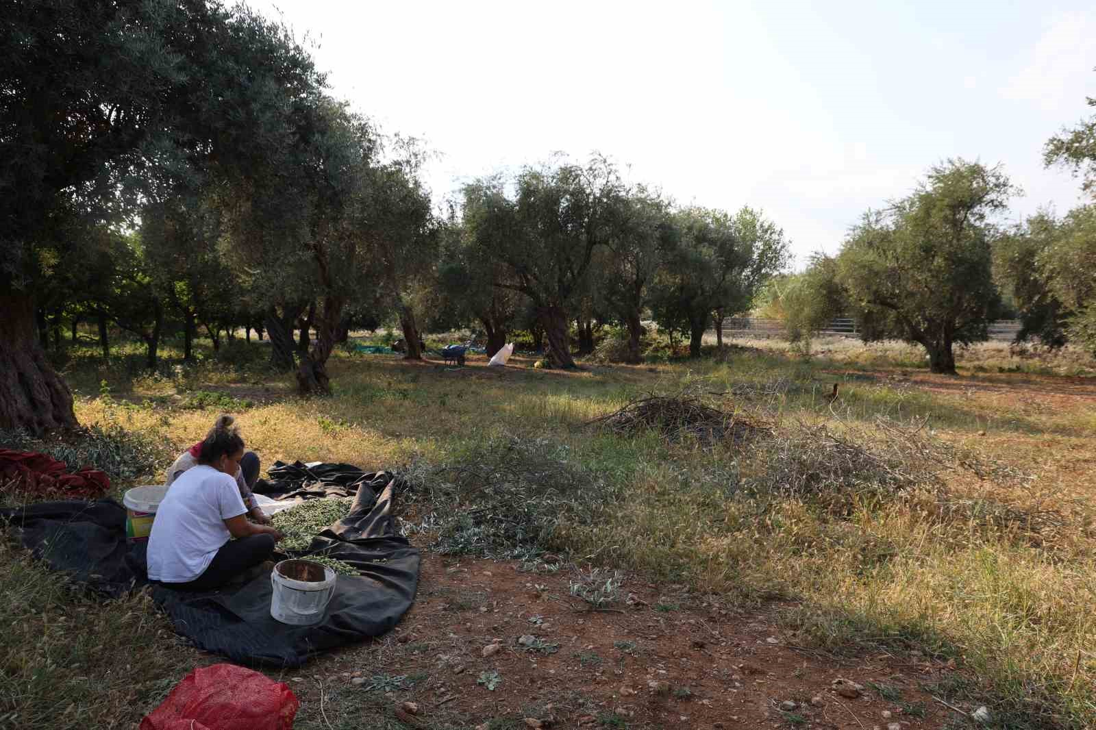 Zeytin hasadına asırlık ağaçlardan başlandı
