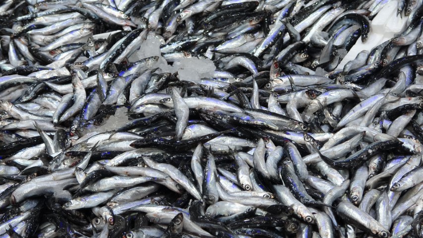 Hamsi 70 liraya düştü, vatandaş sevinçten çiğ yedi