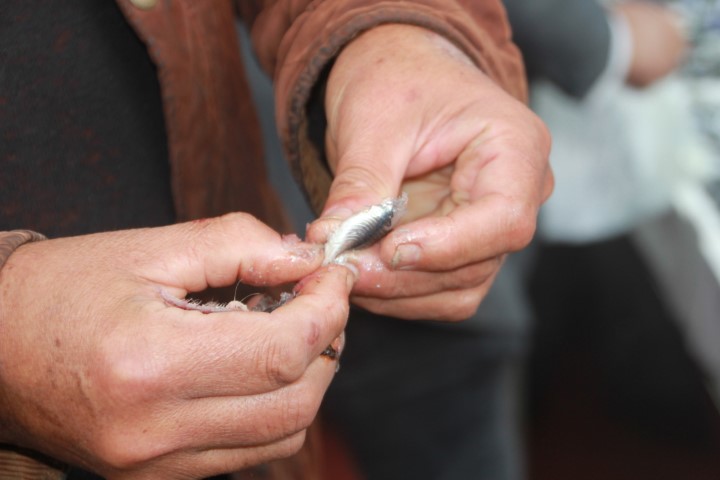 Hamsi 70 liraya düştü, vatandaş sevinçten çiğ yedi