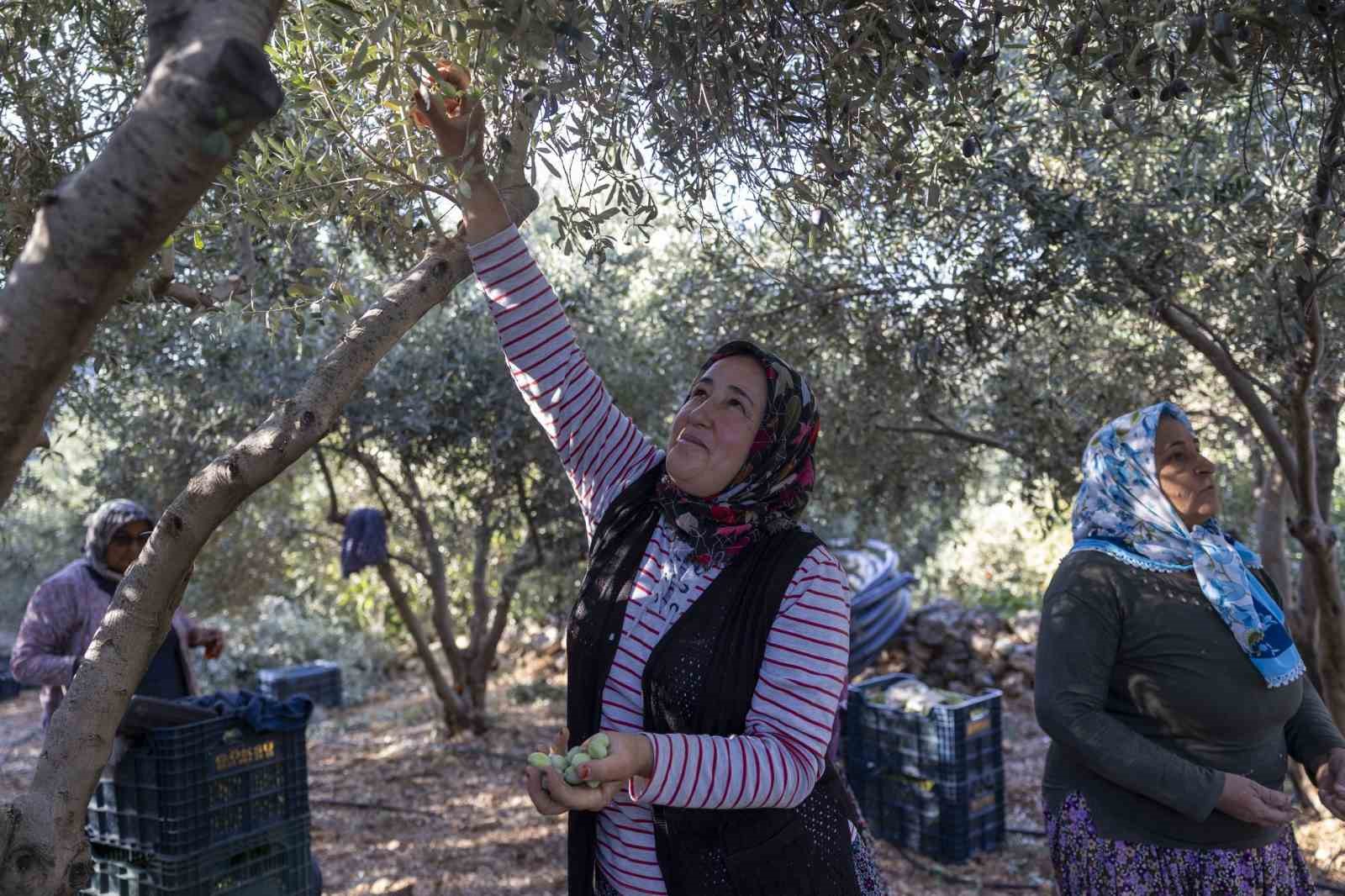 Mersin’deki fidan destekleri meyvesini veriyor