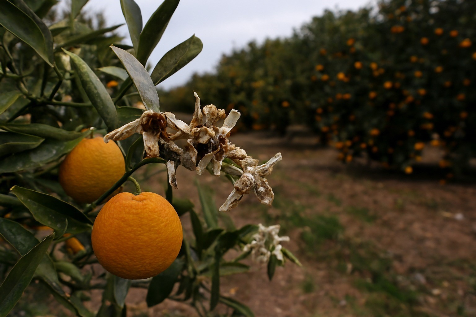 Adana’da üreticilere 717 milyon TL zirai don ödemesi