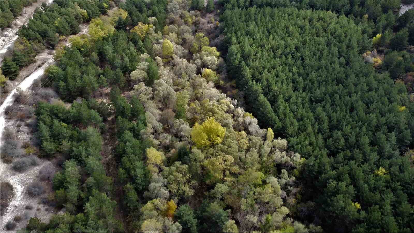Yozgat’ta ağaçlar sonbahar renklerine büründü