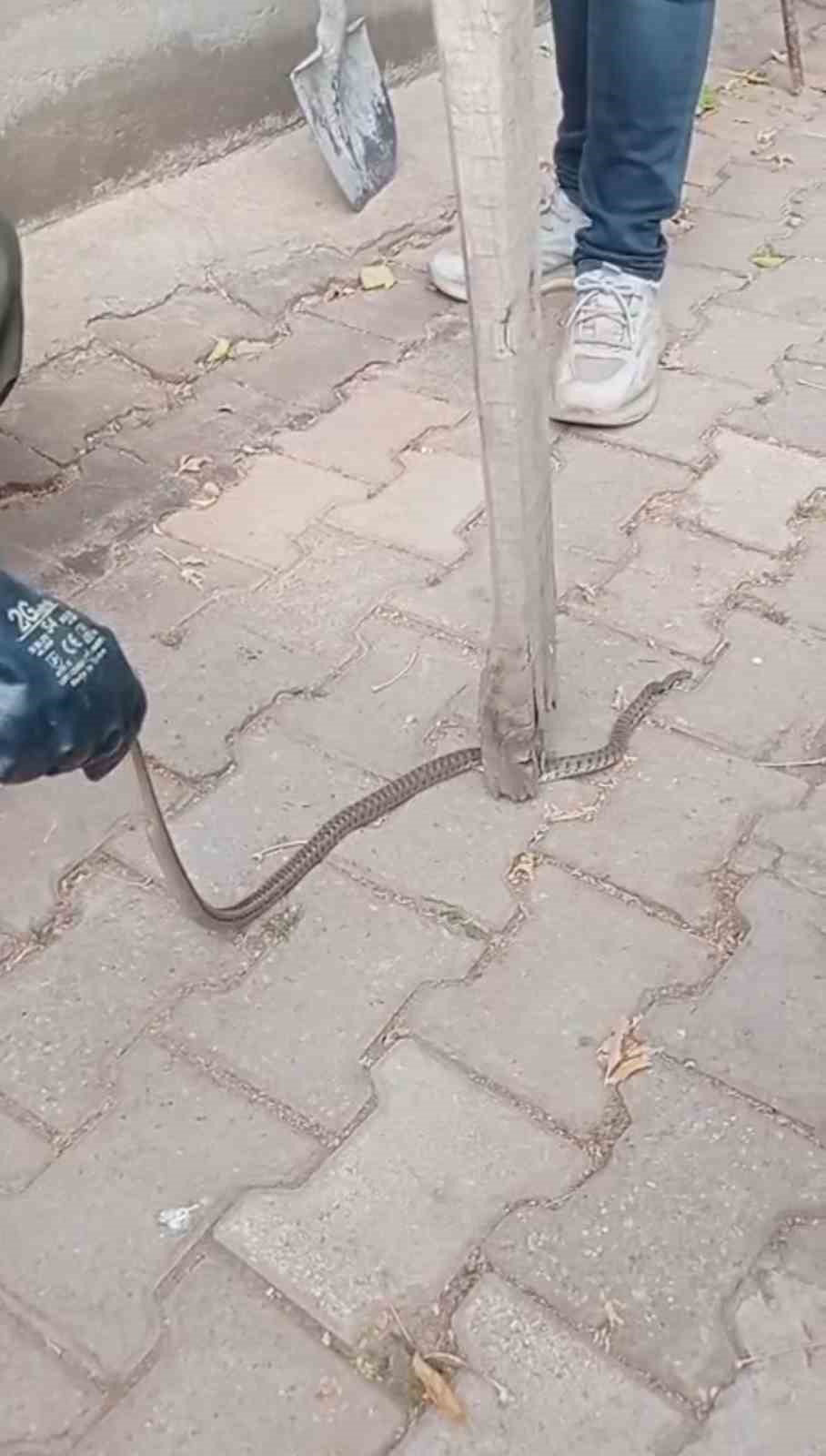 Mahallelinin korkulu rüyası olan yılan, 3 günlük nöbet sonrası yakalandı
