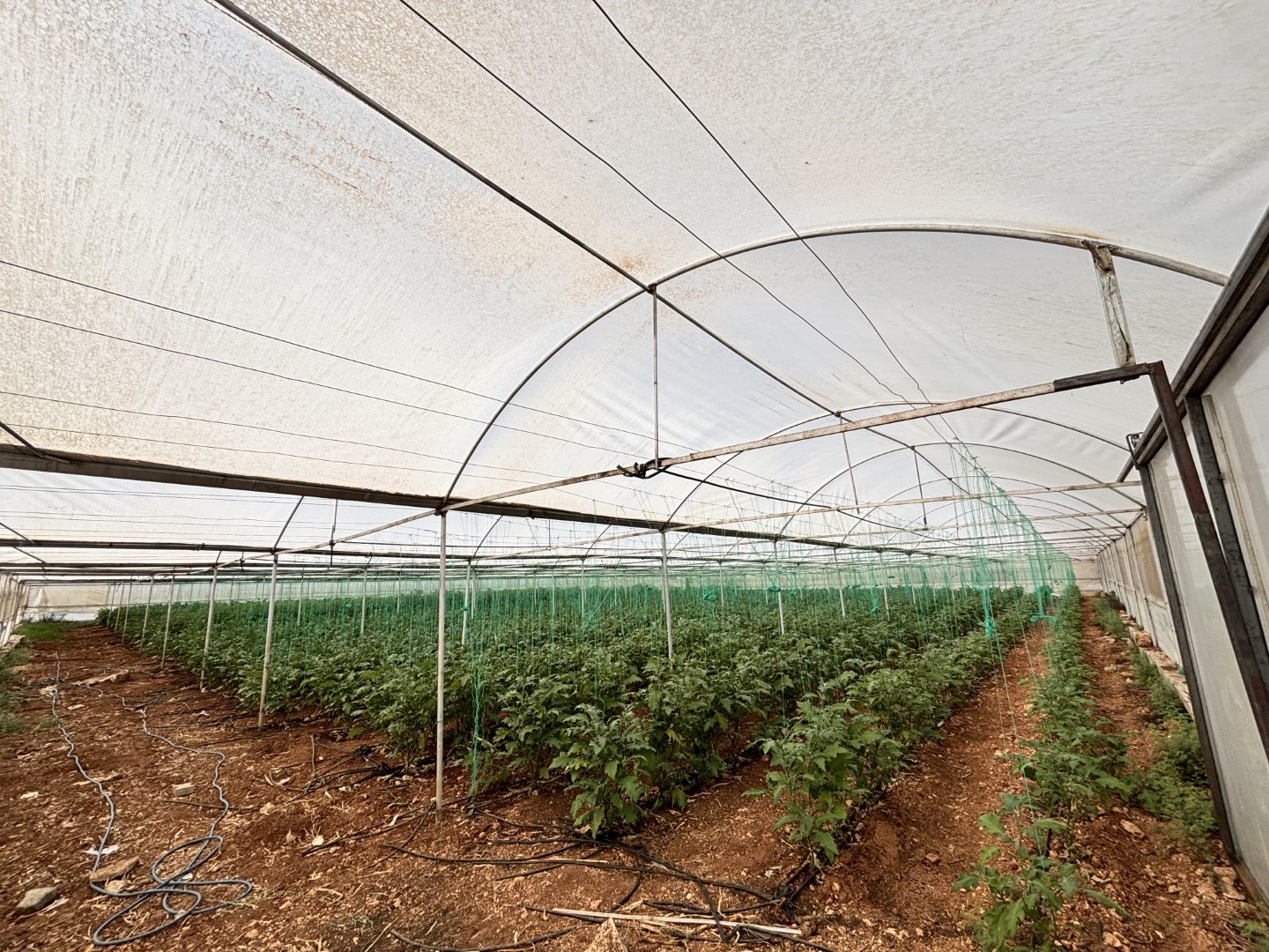 Eyyübiye Sera Kent’te yüzlerce süs bitkisi ve sebze yetiştiriliyor
