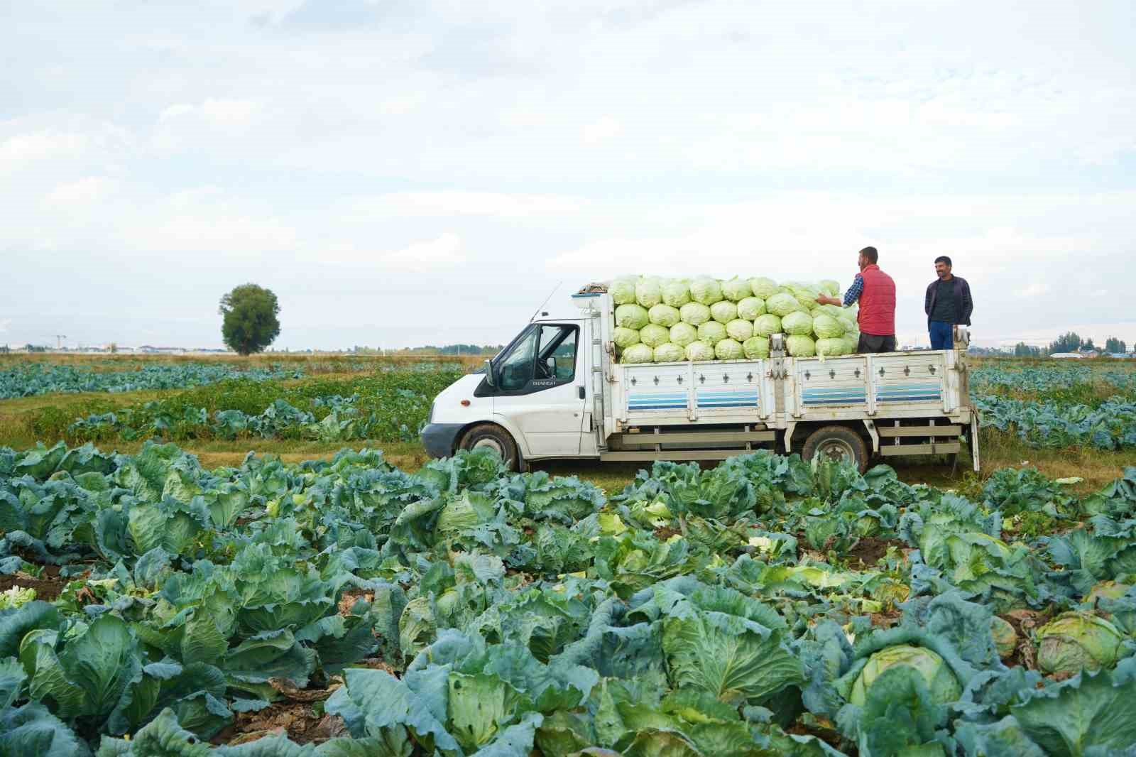 Muş Ovası&rsquo;nda lahana hasadı başladı: 150 milyon liralık katkı bekleniyor
