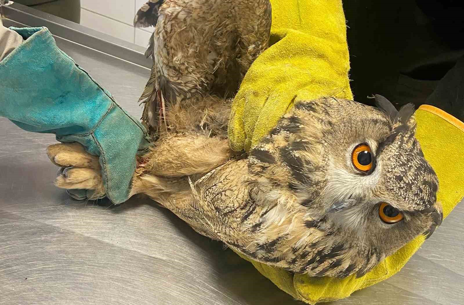 Kırıkkale’de yaralı puhu kuşu tedaviyle yaşama döndü