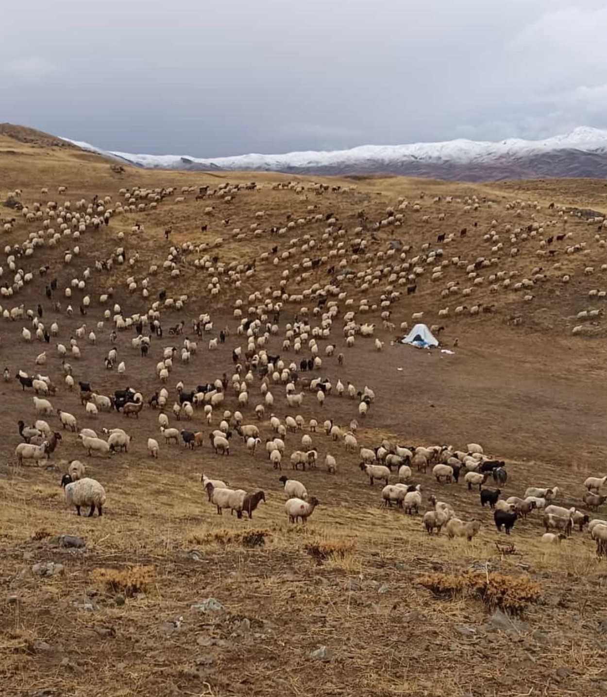 Şırnak’ta kar yağışı erken başladı