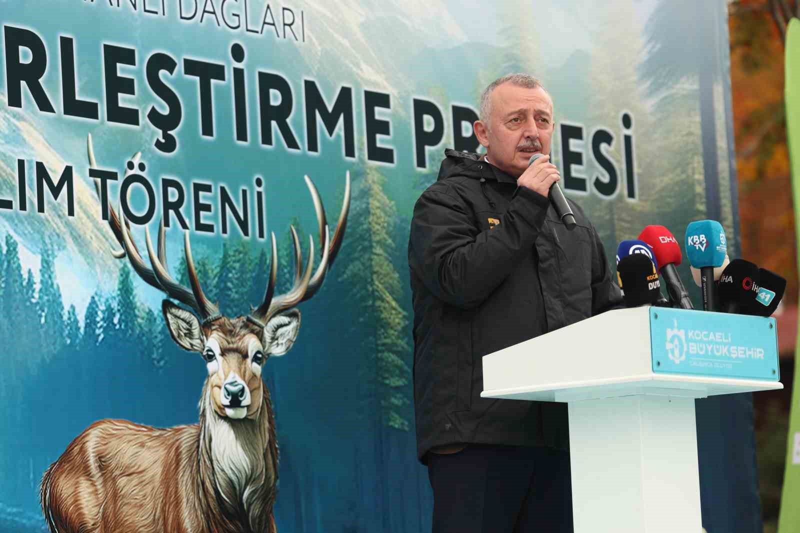 7 kızıl geyik doğaya salındı, GPS ile adım adım takip edilecek